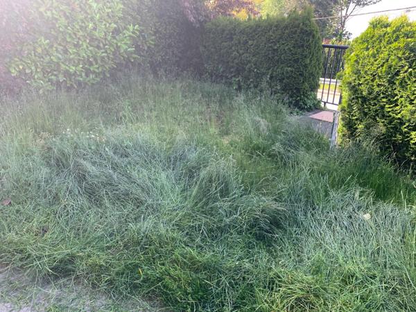 Overgrown yard before cleanup